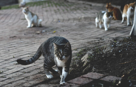 Коты Стамбула