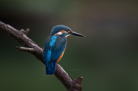 Зимородок пасмурным днём на сухой ветке