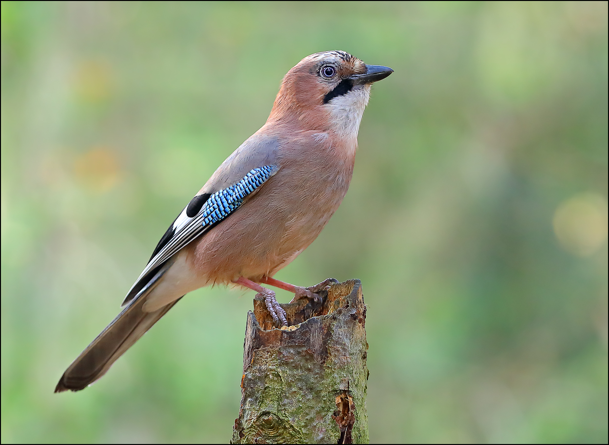 «Сойка» раздел «ФотоОхота». «Сойка (Garrulus glandarius) - достаточно крупная лесная птица семейства врановых. Очень умная, очень осторожная, людей, как правило, старается избегать. Является пересмешницей - отлично имитирует голоса других птиц, иногда использует крики хищных пернатых, чтобы отпугивать врагов. Питается в основном насекомыми, но любимая пища - желуди. Их сойка может не только есть, но и запасать впрок, перенося по 5-7 штук в подъязычном мешке и пряча в различные тайники. Запасы могут составлять несколько килограммов. Про некоторые свои "клады" сойки забывают, что способствует более широкому распространению дубов - из несъеденных желудей вырастают деревья.1/80 с, f/5, ISO 1600, 240 мм.»