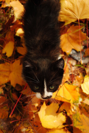 осенний кот
