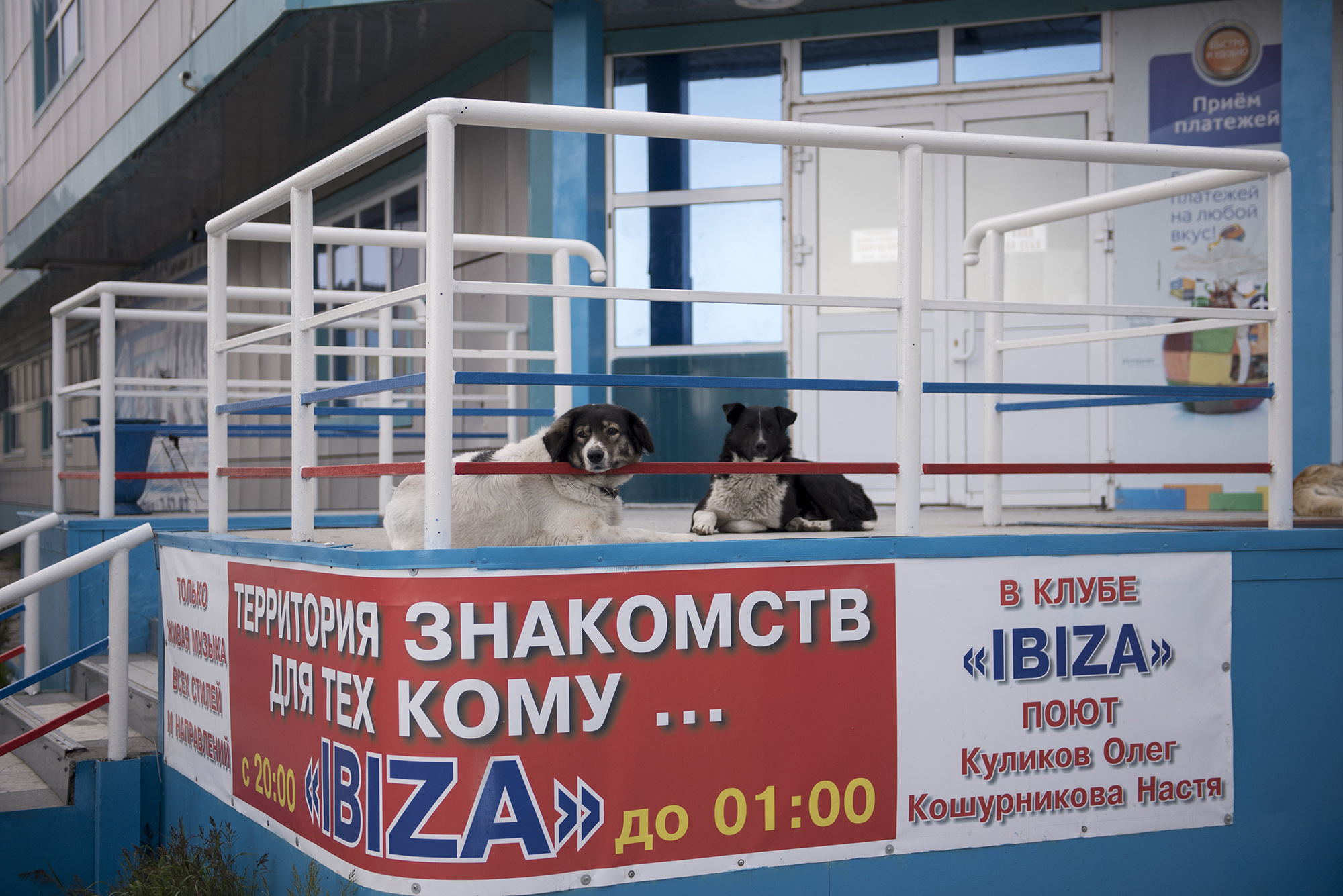 «Молодой кобель без в/п желает познакомиться...» раздел «». «»