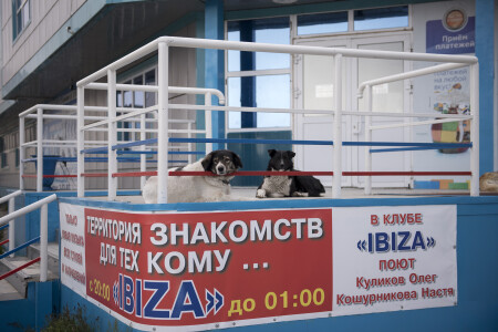 Молодой кобель без в/п желает познакомиться...
